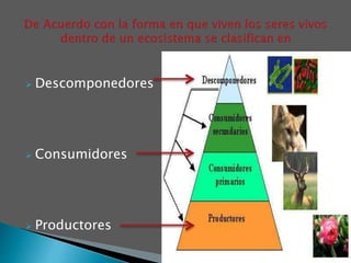 Descomponedores
 Consumidores
 Productores
 