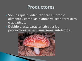  Son los que pueden fabricar su propio
alimento , como las plantas ya sean terrestres
o acuáticos.
 Debido a está característica , a los
productores se les llama seres autótrofos .
 