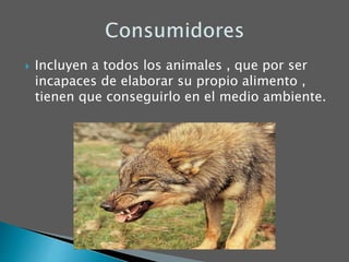  Incluyen a todos los animales , que por ser
incapaces de elaborar su propio alimento ,
tienen que conseguirlo en el medio ambiente.
 