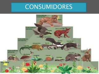 CONSUMIDORES
 