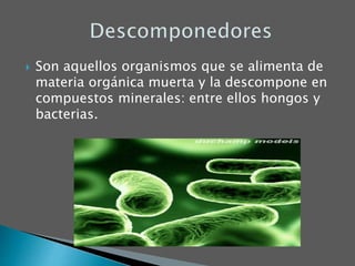  Son aquellos organismos que se alimenta de
materia orgánica muerta y la descompone en
compuestos minerales: entre ellos hongos y
bacterias.
 