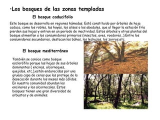 Los bosques de las zonas templadas El bosque caducifolio Este bosque se desarrolla en regiones húmedas. Está constituido por árboles de hoja caduca, como los robles, las hayas, los alisos o los abedules, que al llegar la estación fría pierden sus hojas y entran en un período de inactividad. Estos árboles y otras plantas del bosque alimentan a los consumidores primarios (insectos, aves, roedores…).Entre los consumidores secundarios, destacan los búhos, las lechuzas, los zorros,etc. El bosque mediterráneo También se conoce como bosque esclerófilo porque las hojas de sus árboles dominantes ( encinas, alcornoques, quejidos, etc.),están endurecidas por una gruesa capa de ceras que las protege de la desecación durante los meses más cálidos. En nuestra comunidad abundan los encinares y los alcornocales. Estos bosques tienen una gran diversidad de arbustos y de animales. 