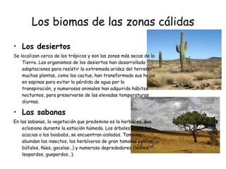 Los biomas de las zonas cálidas Los desiertos Se localizan cerca de los trópicos y son las zonas más secas de la Tierra. Los organismos de los desiertos han desarrollado adaptaciones para resistir la extremada aridez del terreno: muchas plantas, como los cactus, han transformado sus hojas en espinas para evitar la pérdida de agua por la transpiración, y numerosos animales han adquirido hábitos nocturnos, para preservarse de las elevadas temperaturas diurnas. Las sabanas En las sabanas, la vegetación que predomina es la herbácea, que eclosiona durante la estación húmeda. Los árboles, como las acacias o los boababs, se encuentran aislados. También abundan los insectos, los herbívoros de gran tamaño( cebras, búfalos, ñúes, gacelas…) y numeroso depredadores (leones, leopardos, guepardos…). 