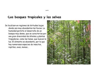 … Se localizan en regiones de latitudes bajas donde son muy abundantes las lluvias. La humedad permite el desarrollo de un bosque muy denso, que se caracteriza por una gran diversidad de árboles y plantas trepadoras, como las lianas, que buscan la luz. El alimento es abundante, por lo que hay numerosas especies de insectos, reptiles, aves, monos… Los bosques tropicales y las selvas 