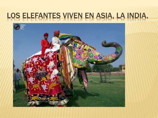 LOS ELEFANTES VIVEN EN ASIA, LA INDIA.
 