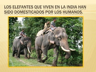 LOS ELEFANTES QUE VIVEN EN LA INDIA HAN
SIDO DOMESTICADOS POR LOS HUMANOS.
 