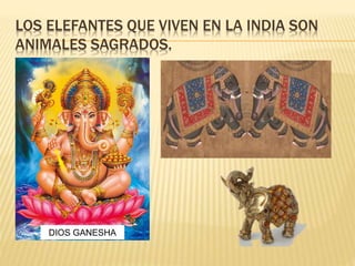 LOS ELEFANTES QUE VIVEN EN LA INDIA SON
ANIMALES SAGRADOS.
DIOS GANESHA
 