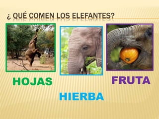 ¿ QUÉ COMEN LOS ELEFANTES?
HOJAS FRUTA
HIERBA
 