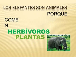 LOS ELEFANTES SON ANIMALES
HERBÍVOROS
PORQUE
COME
N
PLANTAS
 
