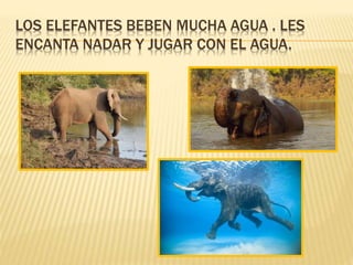 LOS ELEFANTES BEBEN MUCHA AGUA . LES
ENCANTA NADAR Y JUGAR CON EL AGUA.
 