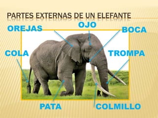 PARTES EXTERNAS DE UN ELEFANTE
OREJAS
TROMPA
COLMILLOPATA
COLA
OJO
BOCA
 