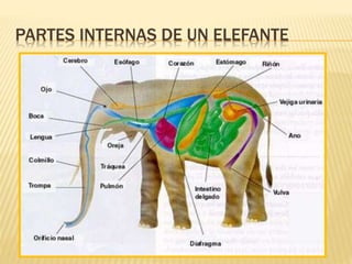 PARTES INTERNAS DE UN ELEFANTE
 