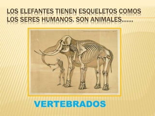 LOS ELEFANTES TIENEN ESQUELETOS COMOS
LOS SERES HUMANOS. SON ANIMALES.......
VERTEBRADOS
 