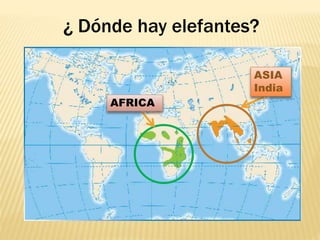 ASIA
India
AFRICA
¿ Dónde hay elefantes?
 