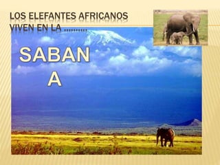 LOS ELEFANTES AFRICANOS
VIVEN EN LA ..........
 