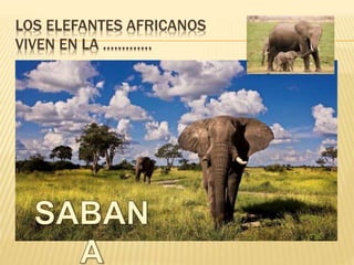 LOS ELEFANTES AFRICANOS
VIVEN EN LA .............
 