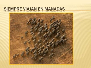 SIEMPRE VIAJAN EN MANADAS
 