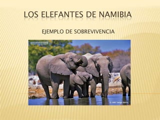     LOS ELEFANTES DE NAMIBIA           EJEMPLO DE SOBREVIVENCIA 