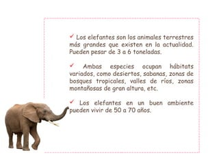  Los elefantes son los animales terrestres
más grandes que existen en la actualidad.
Pueden pesar de 3 a 6 toneladas.
 Ambas especies ocupan hábitats
variados, como desiertos, sabanas, zonas de
bosques tropicales, valles de ríos, zonas
montañosas de gran altura, etc.
 Los elefantes en un buen ambiente
pueden vivir de 50 a 70 años.
 