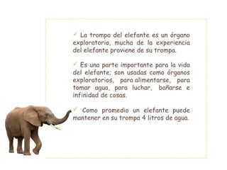 La trompa del elefante es un órgano
exploratorio, mucha de la experiencia
del elefante proviene de su trompa.
 Es una parte importante para la vida
del elefante; son usadas como órganos
exploratorios, para alimentarse, para
tomar agua, para luchar,  bañarse e
infinidad de cosas.
 Como promedio un elefante puede
mantener en su trompa 4 litros de agua.
 