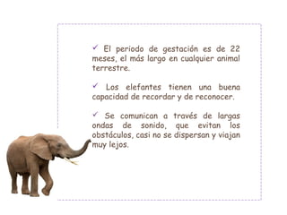  El periodo de gestación es de 22
meses, el más largo en cualquier animal
terrestre.
 Los elefantes tienen una buena
capacidad de recordar y de reconocer.
 Se comunican a través de largas
ondas de sonido, que evitan los
obstáculos, casi no se dispersan y viajan
muy lejos.
 