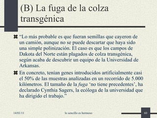 (B) La fuga de la colza transgénica “ Lo más probable es que fueran semillas que cayeron de un camión, aunque no se puede descartar que haya sido una simple polinización. El caso es que los campos de Dakota del Norte están plagados de colza transgénica, según acaba de descubrir un equipo de la Universidad de Arkansas.  En concreto, tenían genes introducidos artificialmente casi el 50% de las muestras analizadas en un recorrido de 5.000 kilómetros. El tamaño de la  fuga  ‘no tiene precedentes’, ha declarado Cynthia Sagers, la ecóloga de la universidad que ha dirigido el trabajo.” 14/01/11 lo sencillo es hermoso 