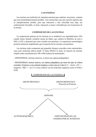 LAS ENZIMAS
Las enzimas son moléculas de naturaleza proteica que catalizan reacciones, siempre
que sean termodinámicamente posibles: Una enzima hace que una reacción química que
es energéticamente posible, pero que transcurre a una velocidad muy baja, sea
cinéticamente favorable, es decir, transcurra a mayor velocidad que sin la presencia de
la enzima.
COMPOSICION DE LAS ENCIMAS
La composición química de las enzimas no se estableció con seguridad hasta 1926
cuando James Sumner cristalizó ureasa de habas, que cataliza la hidrólisis de urea a
NH3 y CO2 y demostró que estos cristales son proteínas. La experiencia enzimológica
posterior demostró ampliamente que la mayoría de las enzimas son proteínas.
Las enzimas están compuestas por pequeños bloques conocidos como aminoácidos,
cuyo peso molecular abarca desde 75 hasta 200.Por lo tanto, la mayoría de enzimas
simples están constituidas por 100 a 400 residuos de aminoácidos
- APOENZIMAS: enzimas inactivas, es decir una cadena polipeptídica.
- HOLOENZIMAS: enzimas inactivas, son cadenas polipeptídicas que tienen dos tipos de cofactor
enzimático. El primero es una molécula inorgánica, es decir iones (ej. Calcio-CA+ - hierro –FE++ magnesio –MG++ - etc.) Y el otro cofactor son las moléculas orgánicas como el NAD y
FAD.
COMPOSICION DE LAS ENZIMAS

GRUPO PROTEICO

GRUPO PROSTETICO
(Fracción no Proteica)

DEPENDE

ACTIVIDAD QUIMICA

ESPECIFICIDAD DE LAS
ENZIMAS POR SU SUSTRATO

 