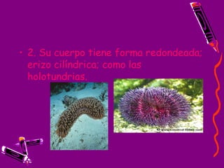 2. Su cuerpo tiene forma redondeada; erizo cilíndrica; como las holotundrias. 