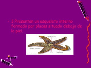 3.Presentan un esqueleto interno formado por placas situado debajo de la piel. 