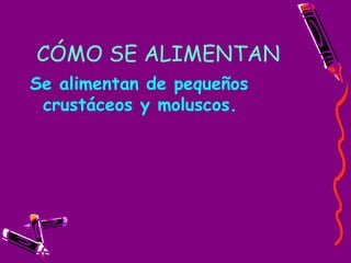 CÓMO SE ALIMENTAN Se alimentan de pequeños crustáceos y moluscos. 