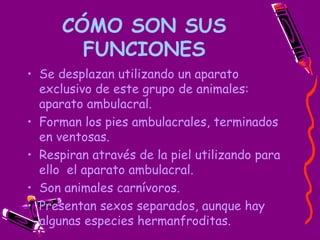 CÓMO SON SUS FUNCIONES Se desplazan utilizando un aparato exclusivo de este grupo de animales: aparato ambulacral. Forman los pies ambulacrales, terminados en ventosas. Respiran através de la piel utilizando para ello  el aparato ambulacral. Son animales carnívoros. Presentan sexos separados, aunque hay algunas especies hermanfroditas. 
