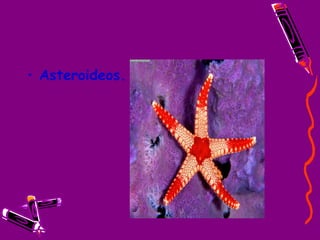 Asteroideos. 