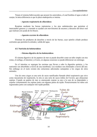 Los equinodermos
Tienen el sistema hidrovascular que poseen los asteroideos, el cual bombea el agua a todo el
cuerpo, la única diferencia es que la placa madreporita es interna.
- Aparato respiratorio de ofiuroideos
Respiran mediante las bursas repiratorias y los pies ambulacrales que permiten el
intercambio gaseoso y a menudo se ayudan con movimientos de ascenso y descenso del disco oral
que realizan con ayuda de los brazos.
- Aparato excretor de ofiuroideos
Eliminan los productos de desechos a través de las bursas, cuyo epitelio ciliado produce
corrientes que permiten la entrada y salida del agua.
4.5. Nutrición de holoturoideos
- Sistema digestivo de los holoturoideos
El sistema digestivo de los pepinos de mar se puede describir como un tubo simple con tres
zonas, el esófago, el intestino y el recto, en algunas ocasiones se puede diferenciar un estómago.
En el intestino se segregan las enzimas que llevan a cabo la digestión química, y los
nutrientes son absorbidos a través de una membrana. Los residuos son eliminados a través del ano.
Sin embargo en el recto existen dos estructuras adicionales semejantes a los ciegos de otros
animales:
Uno de estos ciegos es una serie de sacos ramificados llamado árbol respiratorio que sirve
como mecanismo de respiración, la otra es una serie de sacos (tubos de Cuvier), que almacenan
espinas. Cuando un pepino de mar es amenazado expone su ano a la cara de su depredador y
expulsa violentamente sus espinas junto con algunas partes de tejido. Posteriormente los tubos son
regenerados junto con cualquier otro tejido perdido.
10
 