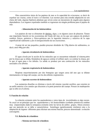 Los equinodermos
Otra característica única de los pepinos de mar es la capacidad de eviscerarse, es decir de
expulsar sus viseras, como el recto o el intestino. Las razones para esta extraña adaptación no son
claras del todo, algunas hipótesis plantean que sirven como un mecanismo de engaño para algunos
depredadores. Los órganos expulsados también se regeneran sin ningún problema para el pepino de
mar.
- Alimentación de los holoturoideos
Los pepinos de mar se alimentan de detritos, algas, y en algunos casos de plancton. Tienen
una importante función en los ecosistemas del fondo del mar, en los que son capaces de producir
cambios físicos, químicos y físico-químicos por la ingestión intensiva y selectiva de la capa
superficial del sedimento y por el enriquecimiento de sus excreciones.
A pesar de ser tan pequeños, pueden procesar alrededor de 120g diarios de sedimentos, es
decir, unos 44kg por año.
- Aparato circulatorio de holoturoideos
El agua circula por la acción de los músculos que se encuentran rodeando al sistema,entra
por la cloaca que se dilata, llenándose de agua,se contrae el esfínter anal y se contrae la cloaca, por
lo que el agua pasa a los árboles. La salida se produce por una contracción de los músculos
asociados a los árboles.
- Aparato respiratorio de holoturoideos
Respiran mayoritariamente por dos branquias que surgen cerca del ano que se dilatan
internamente a lo largo del cuerpo, son los dos árboles respiratorios.
- Aparato excretor de holoturoideos
Las sustancias disueltas se eliminan a través del sistema vascular acuífero, que consiste en
un anillo anterior a los canales que discurren a la parte posterior del cuerpo. Poseen un madreporito
que se abre en el celoma.
5. Función de relación
La relación existente entre los equinodermos y otros tipos de invertebrados es algo oscura.
Se creyó en un principio que los equinodermos y los hemicordados (cordados primitivos) estaban
muy emparentados dada la semejanza existente entre las larvas de ambos grupos. Ahora creemos
que ese parecido no se debe a características homólogas (genéticamente similares) sino a la
adaptación de órganos diferentes para efectuar una misma función, proceso denominado evolución
convergente.
5.1. Relación de crinoideos
- Sistema nervioso de crinoideos
11
 
