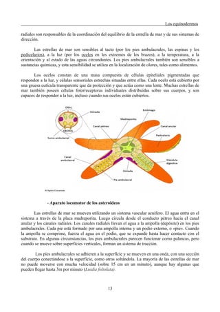 Los equinodermos
radiales son responsables de la coordinación del equilibrio de la estrella de mar y de sus sistemas de
dirección.
Las estrellas de mar son sensibles al tacto (por los pies ambulacrales, las espinas y los
pedicelarios), a la luz (por los ocelos en los extremos de los brazos), a la temperatura, a la
orientación y al estado de las aguas circundantes. Los pies ambulacrales también son sensibles a
sustancias químicas, y esta sensibilidad se utiliza en la localización de olores, tales como alimentos.
Los ocelos constan de una masa compuesta de células epiteliales pigmentadas que
responden a la luz, y células sensoriales estrechas situadas entre ellas. Cada ocelo está cubierto por
una gruesa cutícula transparente que da protección y que actúa como una lente. Muchas estrellas de
mar también poseen células fotorreceptoras individuales distribuidas sobre sus cuerpos, y son
capaces de responder a la luz, incluso cuando sus ocelos están cubiertos.
- Aparato locomotor de los asteroideos
Las estrellas de mar se mueven utilizando un sistema vascular acuífero. El agua entra en el
sistema a través de la placa madreporita. Luego circula desde el conducto pétreo hacia el canal
anular y los canales radiales. Los canales radiales llevan el agua a la ampolla (depósito) en los pies
ambulacrales. Cada pie está formado por una ampolla interna y un podio externo, o «pie». Cuando
la ampolla se comprime, fuerza el agua en el podio, que se expande hasta hacer contacto con el
substrato. En algunas circunstancias, los pies ambulacrales parecen funcionar como palancas, pero
cuando se mueve sobre superficies verticales, forman un sistema de tracción.
Los pies ambulacrales se adhieren a la superficie y se mueven en una onda, con una sección
del cuerpo conectándose a la superficie, como otros soltándola. La mayoría de las estrellas de mar
no puede moverse con mucha velocidad (sobre 15 cm en un minuto), aunque hay algunas que
pueden llegar hasta 3m por minuto (Luidia foliolata).
13
 