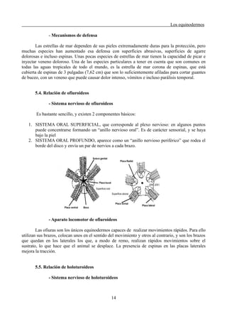 Los equinodermos
- Mecanismos de defensa
Las estrellas de mar dependen de sus pieles extremadamente duras para la protección, pero
muchas especies han aumentado esa defensa con superficies abrasivas, superficies de agarre
dolorosas e incluso espinas. Unas pocas especies de estrellas de mar tienen la capacidad de picar e
inyectar veneno doloroso. Una de las especies particulares a tener en cuenta que son comunes en
todas las aguas tropicales de todo el mundo, es la estrella de mar corona de espinas, que está
cubierta de espinas de 3 pulgadas (7,62 cm) que son lo suficientemente afiladas para cortar guantes
de buceo, con un veneno que puede causar dolor intenso, vómitos e incluso parálisis temporal.
5.4. Relación de ofiuroideos
- Sistema nervioso de ofiuroideos
Es bastante sencillo, y existen 2 componentes básicos:
1. SISTEMA ORAL SUPERFICIAL, que corresponde al plexo nervioso: en algunos puntos
puede concentrarse formando un “anillo nervioso oral”. Es de carácter sensorial, y se haya
bajo la piel
2. SISTEMA ORAL PROFUNDO, aparece como un “anillo nervioso periférico” que rodea el
borde del disco y envía un par de nervios a cada brazo.
- Aparato locomotor de ofiuroideos
Las ofiuras son los únicos equinodermos capaces de realizar movimientos rápidos. Para ello
utilizan sus brazos, colocan unos en el sentido del movimiento y otros al contrario, y son los brazos
que quedan en los laterales los que, a modo de remo, realizan rápidos movimientos sobre el
sustrato, lo que hace que el animal se desplace. La presencia de espinas en las placas laterales
mejora la tracción.
5.5. Relación de holoturoideos
- Sistema nervioso de holoturoideos
14
 