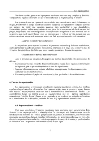 Los equinodermos
No tienen cerebro, pero en su lugar posee un sistema nervioso muy complejo y detallado.
Tampoco tiene órganos sensoriales así que lo hace se basa en la programación y el instinto.
Los pepinos de mar son capaces de enviar señales para comunicarse a través de hormonas en
el agua, transforman su cuerpo cuando es necesario escapar de los depredadores y algunas especies
son capaces de emitir una sustancia pegajosa para deshabilitar a sus depredadores.
En ocasiones pueden incluso desprenderse de una parte de su cuerpo con el fin de escapar del
peligro, luego espera unas semanas para que su cuerpo vuelva a regenerar la zona mutilada. Este es
un proceso que puede ocurrir tantas veces sea necesario por el resto de su vida, aunque para una
criatura carente de una parte de su cuerpo, no será tan fácil seguir prosperando en la naturaleza.
- Aparato locomotor de holoturoideos
La mayoría no posee aparato locomotor. Mayormente sedentarios y de lentos movimientos,
suelen permanecer alojados en grietas o parcialmente enterrados en el fango y no se mueven más de
12 metros durante todo un día. Sólo unas pocas especies son capaces de nadar torpemente.
- Mecanismos de defensa de holoturoideos
Ante la presencia de un agresor, los pepinos de mar han desarrollado éstos mecanismos de
defensa:
• Expulsan sus vísceras, con el fin de distraerlo mientras escapa. Éstos órganos posteriormente
se regeneran, por lo que no comprometen la vida del equinodermo.
• Secretan hilos pegajosos que irritan o inhabilitan a sus agresores. En algunos casos, éstos
contienen una toxina (holoturina).
• En caso de parásitos, el pepino de mar secreta lectina, que inhibe el desarrollo de éstos.
6. Función de reproducción
Los equinodermos se reproducen sexualmente, mediante fecundación externa. Las hembras
expulsan al agua los óvulos, y los machos, los espermatozoides; estos se unen en el agua y forman
unos huevos. Nacen pequeñas larvas que tras la metamorfosis se transforman en adultos. Los
equinodermos tienen un notable poder de regeneración,lo que les permite reproducirse
asexualmente (estrellas de mar).Tienen sexos separados y los ovarios o los testículos se localizan
en la parte interna del exoesqueleto,alrededor del ano. Hay equinodermos hermafroditas.
6.1. Reproducción de crinoideos
Casi todos son dioicos. El aparato reproductor tiene una forma muy característica. Esta
formado por un raquis que rodeal el tubo digestivo. De este raquis sale 5 cordones que en en la
ramificación se encuentra las células que producen los gametos. En la madurez, los óvulos salen
rompiendo una membrana llamada pínnulas. En los machos los espermatozoides sale por poros. En
el exterior se produce la fecundación, casi siempre pegado al cuerpo de la madre ya que los óvulos
se adhieren a ella. Las primeras fases también ocurre en este lugar.
15
 