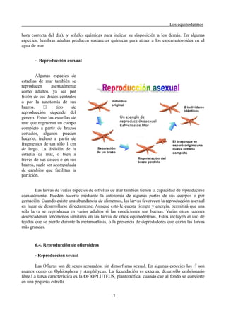 Los equinodermos
hora correcta del día), y señales químicas para indicar su disposición a los demás. En algunas
especies, hembras adultas producen sustancias químicas para atraer a los espermatozoides en el
agua de mar.
- Reproducción asexual
Algunas especies de
estrellas de mar también se
reproducen asexualmente
como adultos, ya sea por
fisión de sus discos centrales
o por la autotomía de sus
brazos. El tipo de
reproducción depende del
género. Entre las estrellas de
mar que regeneran un cuerpo
completo a partir de brazos
cortados, algunos pueden
hacerlo, incluso a partir de
fragmentos de tan sólo 1 cm
de largo. La división de la
estrella de mar, o bien a
través de sus discos o en sus
brazos, suele ser acompañada
de cambios que facilitan la
partición.
Las larvas de varias especies de estrellas de mar también tienen la capacidad de reproducirse
asexualmente. Pueden hacerlo mediante la autotomía de algunas partes de sus cuerpos o por
gemación. Cuando existe una abundancia de alimentos, las larvas favorecen la reproducción asexual
en lugar de desarrollarse directamente. Aunque esto le cuesta tiempo y energía, permitirá que una
sola larva se reproduzca en varios adultos si las condiciones son buenas. Varias otras razones
desencadenan fenómenos similares en las larvas de otros equinodermos. Estos incluyen el uso de
tejidos que se pierde durante la metamorfosis, o la presencia de depredadores que cazan las larvas
más grandes.
6.4. Reproducción de ofiuroideos
- Reproducción sexual
Las Ofiuras son de sexos separados, sin dimorfismo sexual. En algunas especies los ♂ son
enanos como en Ophiosphera y Amphilycus. La fecundación es externa, desarrollo embrionario
libre.La larva característica es la OFIOPLUTEUS, plantotrófica, cuando cae al fondo se convierte
en una pequeña estrella.
17
 