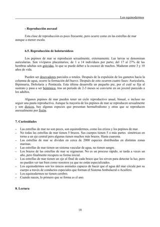 Los equinodermos
- Reproducción asexual
Esta clase de reproducción es poco frecuente, pero ocurre como en las estrellas de mar
aunque a menor escala.
6.5. Reproducción de holoturoideos
Los pepinos de mar se reproducen sexualmente, externamente. Las larvas se denominan
auricularias. Son vivíparos placentarios; de 1 a 14 individuos por parto; del 17 al 27% de las
hembras adultas son grávidas, lo que se puede deber a la escasez de machos. Maduran entre 3 y 10
años de vida.
Pueden ser desovadores parciales o totales. Después de la expulsión de los gametos hacia la
columna de agua, ocurre la formación del huevo. Después de esto ocurren cuatro fases: Auricularia,
Bipinnaria, Doliolaria y Pentácula. Esta última desarrolla un pequeño pie, por el cuál se fija al
sustrato y pasa a ser bentónica, tras un período de 2-3 meses se convierte en un juvenil parecido a
los adultos.
Algunos pepinos de mar pueden tener un ciclo reproductivo anual, binual, o incluso no
seguir una pauta reproductiva. Aunque la mayoría de los pepinos de mar se reproducen sexualmente
y son dioicos, hay algunas especies que presentan hermafrodismo y otras que se reproducen
asexualmente por fisión.
7. Curiosidades
– Las estrellas de mar no son peces, son equinodermos, como los erizos y los pepinos de mar.
– No todas las estrellas de mar tienen 5 brazos. Sus cuerpos tienen 5 o más partes simétricas en
torno a un eje central pero algunas tienen muchos más brazos. Hasta cuarenta.
– Las estrellas de mar se dividen en cerca de 2000 especies distribuidas en distintas zonas
marinas.
– Las estrellas de mar tienen un sistema vascular de agua, no tienen sangre.
– Los brazos de las estrellas de mar se regeneran. No es un proceso rápido, se tarda a veces un
año, pero finalmente recupera su forma inicial.
– Las estrellas de mar tienen un ojo al final de cada brazo que les sirven para detectar la luz, pero
no pueden ver tan bien como nosotros ya que no están especializados.
– Los equinodermos son los únicos animales capaces de hacer que el agua del mar circule por su
cuerpo a través de conductos especiales que forman el Sistema Ambulacral o Acuífero.
– Los equinodermos no tienen cerebro.
– Cuando nacen, lo primero que se forma es el ano.
8. Lectura
18
 