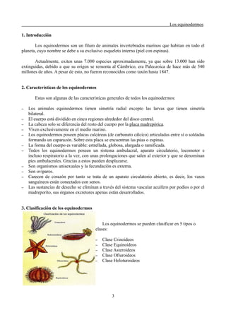 Los equinodermos
1. Introducción
Los equinodermos son un filum de animales invertebrados marinos que habitan en todo el
planeta, cuyo nombre se debe a su exclusivo esqueleto interno (piel con espinas).
Actualmente, exiten unas 7.000 especies aproximadamente, ya que sobre 13.000 han sido
extinguidas, debido a que su origen se remonta al Cámbrico, era Paleozoica de hace más de 540
millones de años. A pesar de esto, no fueron reconocidos como taxón hasta 1847.
2. Características de los equinodermos
Estas son algunas de las características generales de todos los equinodermos:
– Los animales equinodermos tienen simetría radial excepto las larvas que tienen simetría
bilateral.
– El cuerpo está dividido en cinco regiones alrededor del disco central.
– La cabeza solo se diferencia del resto del cuerpo por la placa madrepórica.
– Viven exclusivamente en el medio marino.
– Los equinodermos poseen placas calcáreas (de carbonato cálcico) articuladas entre sí o soldadas
formando un caparazón. Sobre esta placa se encuentran las púas o espinas.
– La forma del cuerpo es variable: estrellada, globosa, alargada o ramificada.
– Todos los equinodermos poseen un sistema ambulacral, aparato circulatorio, locomotor e
incluso respiratorio a la vez, con unas prolongaciones que salen al exterior y que se denominan
pies ambulacrales. Gracias a estos pueden desplazarse.
– Son organismos unisexuales y la fecundación es externa.
– Son ovíparos.
– Carecen de corazón por tanto se trata de un aparato circulatorio abierto, es decir, los vasos
sanguíneos están conectados con senos.
– Las sustancias de desecho se eliminan a través del sistema vascular acuífero por podios o por el
madreporito, sus órganos excretores apenas están desarrollados.
3. Clasificación de los equinodermos
Los equinodermos se pueden clasificar en 5 tipos o
clases:
– Clase Crinoideos
– Clase Equinoideos
– Clase Asteroideos
– Clase Ofiuroideos
– Clase Holoturoideos
3
 