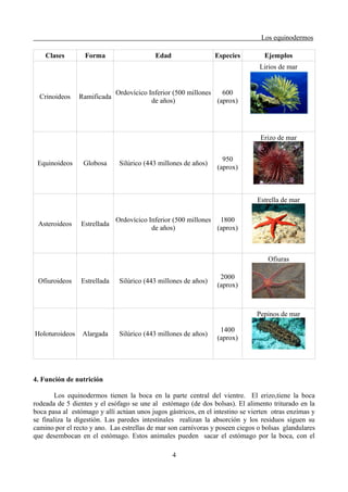 Los equinodermos
Clases Forma Edad Especies Ejemplos
Crinoideos Ramificada
Ordovícico Inferior (500 millones
de años)
600
(aprox)
Lirios de mar
Equinoideos Globosa Silúrico (443 millones de años)
950
(aprox)
Erizo de mar
Asteroideos Estrellada
Ordovícico Inferior (500 millones
de años)
1800
(aprox)
Estrella de mar
Ofiuroideos Estrellada Silúrico (443 millones de años)
2000
(aprox)
Ofiuras
Holoturoideos Alargada Silúrico (443 millones de años)
1400
(aprox)
Pepinos de mar
4. Función de nutrición
Los equinodermos tienen la boca en la parte central del vientre. El erizo,tiene la boca
rodeada de 5 dientes y el esófago se une al estómago (de dos bolsas). El alimento triturado en la
boca pasa al estómago y allí actúan unos jugos gástricos, en el intestino se vierten otras enzimas y
se finaliza la digestión. Las paredes intestinales realizan la absorción y los residuos siguen su
camino por el recto y ano. Las estrellas de mar son carnívoras y poseen ciegos o bolsas glandulares
que desembocan en el estómago. Estos animales pueden sacar el estómago por la boca, con el
4
 