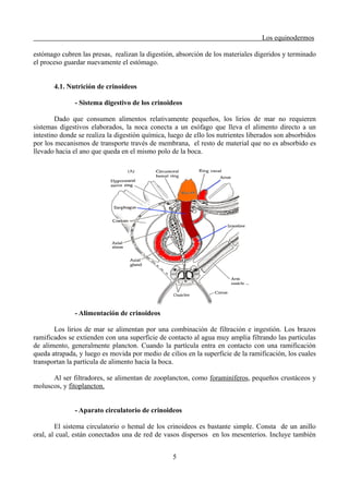 Los equinodermos
estómago cubren las presas, realizan la digestión, absorción de los materiales digeridos y terminado
el proceso guardar nuevamente el estómago.
4.1. Nutrición de crinoideos
- Sistema digestivo de los crinoideos
Dado que consumen alimentos relativamente pequeños, los lirios de mar no requieren
sistemas digestivos elaborados, la noca conecta a un esófago que lleva el alimento directo a un
intestino donde se realiza la digestión química, luego de ello los nutrientes liberados son absorbidos
por los mecanismos de transporte través de membrana, el resto de material que no es absorbido es
llevado hacia el ano que queda en el mismo polo de la boca.
- Alimentación de crinoideos
Los lirios de mar se alimentan por una combinación de filtración e ingestión. Los brazos
ramificados se extienden con una superficie de contacto al agua muy amplia filtrando las partículas
de alimento, generalmente plancton. Cuando la partícula entra en contacto con una ramificación
queda atrapada, y luego es movida por medio de cilios en la superficie de la ramificación, los cuales
transportan la partícula de alimento hacia la boca.
Al ser filtradores, se alimentan de zooplancton, como foraminíferos, pequeños crustáceos y
moluscos, y fitoplancton.
- Aparato circulatorio de crinoideos
El sistema circulatorio o hemal de los crinoideos es bastante simple. Consta de un anillo
oral, al cual, están conectados una de red de vasos dispersos en los mesenterios. Incluye también
5
 