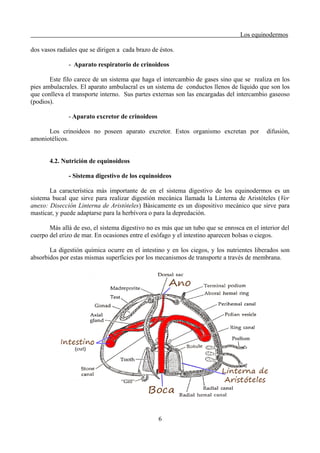 Los equinodermos
dos vasos radiales que se dirigen a cada brazo de éstos.
- Aparato respiratorio de crinoideos
Este filo carece de un sistema que haga el intercambio de gases sino que se realiza en los
pies ambulacrales. El aparato ambulacral es un sistema de conductos llenos de líquido que son los
que conlleva el transporte interno. Sus partes externas son las encargadas del intercambio gaseoso
(podios).
- Aparato excretor de crinoideos
Los crinoideos no poseen aparato excretor. Estos organismo excretan por difusión,
amoniotélicos.
4.2. Nutrición de equinoideos
- Sistema digestivo de los equinoideos
La característica más importante de en el sistema digestivo de los equinodermos es un
sistema bucal que sirve para realizar digestión mecánica llamada la Linterna de Aristóteles (Ver
anexo: Disección Linterna de Aristóteles) Básicamente es un dispositivo mecánico que sirve para
masticar, y puede adaptarse para la herbívora o para la depredación.
Más allá de eso, el sistema digestivo no es más que un tubo que se enrosca en el interior del
cuerpo del erizo de mar. En ocasiones entre el esófago y el intestino aparecen bolsas o ciegos.
La digestión química ocurre en el intestino y en los ciegos, y los nutrientes liberados son
absorbidos por estas mismas superficies por los mecanismos de transporte a través de membrana.
6
 