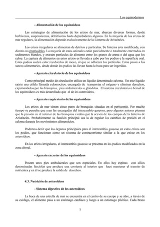 Los equinodermos
- Alimentación de los equinoideos
Las estrategias de alimentación de los erizos de mar, abarcan diversas formas, desde
herbívoros, suspensívoros, detritívoros hasta depredadores algunos. En la mayoría de los erizos de
mar regulares, la alimentación depende exclusivamente de la Linterna de Aristóteles.
Los erizos irregulares se alimentan de detritos y partículas. Su linterna esta modificada, con
dientes no protrusibles. La mayoría de estos animales están parcialmente o totalmente enterrados en
sedimentos blandos, y extraen partículas de alimento entre los granos de arena o del agua que los
cubre. La captura de alimentos en estos erizos es llevada a cabo por los podios e la superficie oral.
Estos podios suelen estar recubiertos de moco, al que se adhieren las partículas. Estas pasan a los
surcos alimentarios, desde donde los podios las llevan hasta la boca para ser ingeridas.
- Aparato circulatorio de los equinoideos
Como principal medio de circulación utiliza un líquido denominado celoma. En este líquido
existe una célula llamada celomocitos, encargada de transportar el oxígeno y eliminar desechos,
expulsandolos por las branquias, pies ambulacrales o glándulas. El sistema circulatorio o hemal de
los equinoideos es más desarollado que el de los asteroideos.
- Aparato respiratorio de los equinoideos
Los erizos de mar tienen cinco pares de branquias situadas en el peristomio. Por mucho
tiempo se pensaba que eran las encargadas del intercambio gaseoso, pero algunos autores piensan
que la presión en el interior de las branquias cambia por la acción de los compas de la linterna de
Aristóteles. Probablemente su función principal sea la de regular los cambios de presión en el
celoma durante los movimientos alimenticios.
Podemos decir que los órganos principales para el intercambio gaseoso en estos erizos son
los podios, que funcionan como un sistema de contracorriente similar a la que existe en los
asteroideos.
En los erizos irregulares, el intercambio gaseoso se presenta en los podios modificados en la
zona aboral.
- Aparato excretor de los equinoideos
Poseen unos pies ambulacrales que son especiales. En ellos hay espinas con cilios
denominadas fasciolas que produce una corriente al interior que hace mantener el transito de
nutrientes y en él se produce la salida de desechos.
4.3. Nutrición de asteroideos
- Sistema digestivo de los asteroideos
La boca de una estrella de mar se encuentra en el centro de su cuerpo y se abre, a través de
su esófago, el alimento pasa a un estómago cardíaco y luego a un estómago pilórico. Cada brazo
7
 