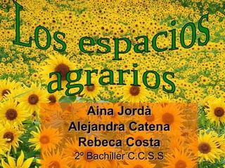 Aina Jordà Alejandra Catena Rebeca Costa 2º Bachiller C.C.S.S Los espacios agrarios 