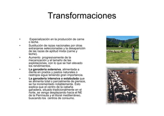 Transformaciones
28




     •    Especialización en la producción de carne
         o leche.
     •   Sustitución de razas nacionales por otras
         extranjeras seleccionadas y la desaparición
         de las razas de aptitud mixta (carne y
         leche).
     •   Aumento progresivamente de la
         mecanización y el tamaño de las
         explotaciones, con lo que se han elevado
         los rendimientos.
     •   La ganadería extensiva, alimentada a
         diente en prados y pastos naturales o
         rastrojos sigue teniendo gran importancia.
     •   La ganadería intensiva o estabulada que
         se alimenta total o parcialmente de piensos,
         se ha incrementado notablemente. Esto
         explica que el centro de la cabaña
         ganadera, situado tradicionalmente en el
         norte, se venga desplazando hacia el NE
         de la Península y el litoral mediterráneo,
         buscando los centros de consumo.
 