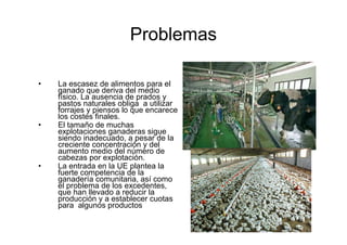 Problemas
29




     •   La escasez de alimentos para el
         ganado que deriva del medio
         físico. La ausencia de prados y
         pastos naturales obliga a utilizar
         forrajes y piensos lo que encarece
         los costes finales.
     •   El tamaño de muchas
         explotaciones ganaderas sigue
         siendo inadecuado, a pesar de la
         creciente concentración y del
         aumento medio del número de
         cabezas por explotación.
     •   La entrada en la UE plantea la
         fuerte competencia de la
         ganadería comunitaria, así como
         el problema de los excedentes,
         que han llevado a reducir la
         producción y a establecer cuotas
         para algunos productos
 
