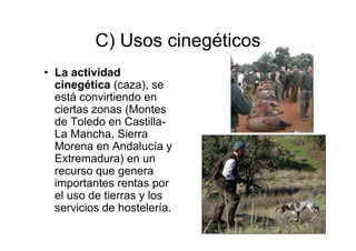 C) Usos cinegéticos
• La actividad
  cinegética (caza), se
  está convirtiendo en
  ciertas zonas (Montes
  de Toledo en Castilla-
  La Mancha, Sierra
  Morena en Andalucía y
  Extremadura) en un
  recurso que genera
  importantes rentas por
  el uso de tierras y los
  servicios de hostelería.
 