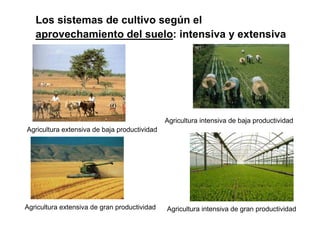 Los sistemas de cultivo según el
   aprovechamiento del suelo: intensiva y extensiva




                                              Agricultura intensiva de baja productividad
Agricultura extensiva de baja productividad




Agricultura extensiva de gran productividad   Agricultura intensiva de gran productividad
 