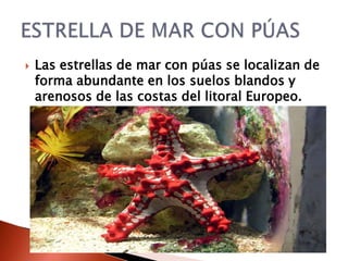    Las estrellas de mar con púas se localizan de
    forma abundante en los suelos blandos y
    arenosos de las costas del litoral Europeo.
 